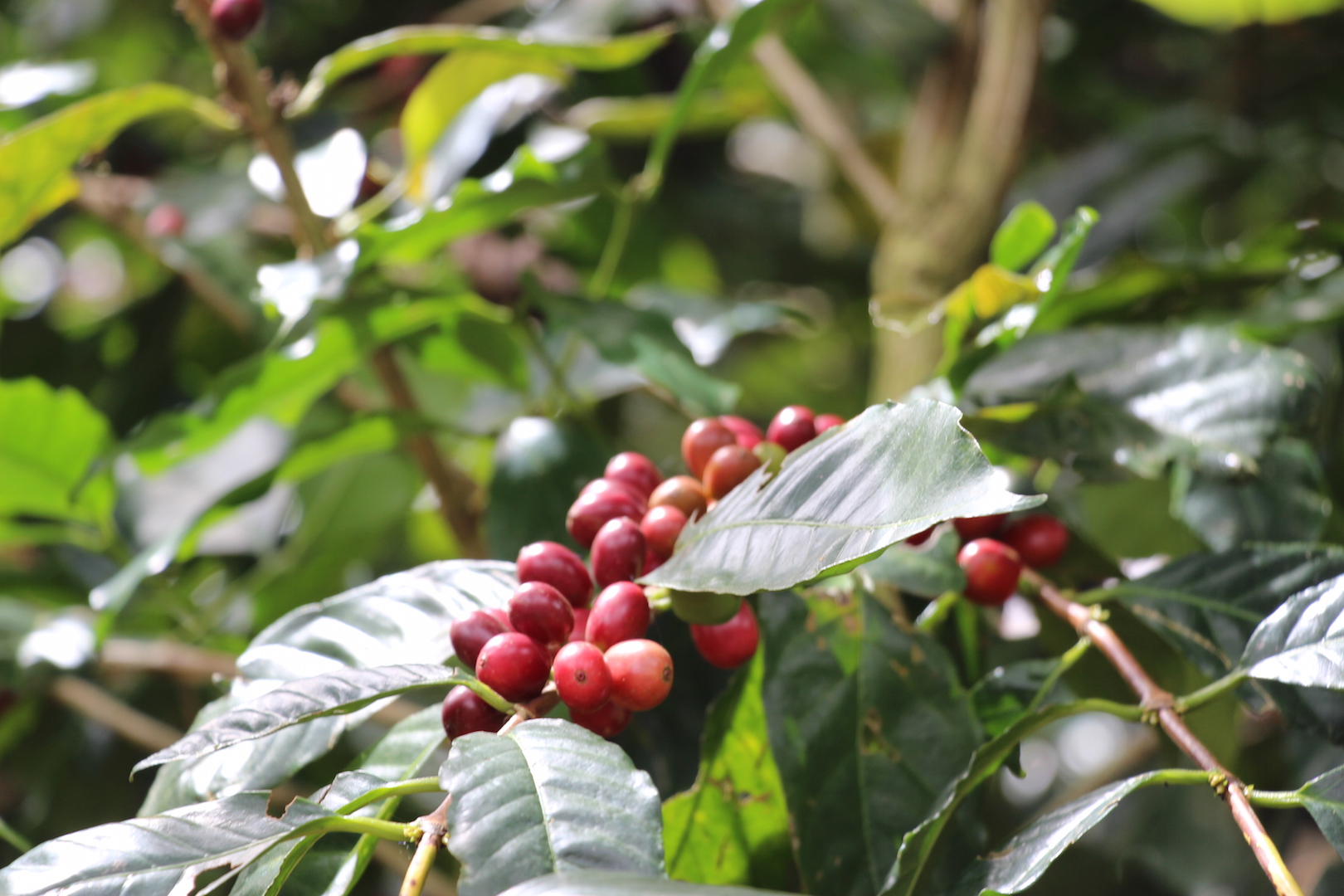 「ブエノスアイレス」。アルゼンチンの首都ではなくて、ニカラグアの新しいコーヒーです。 | GOLPIE COFFEE